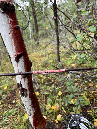 5 Tips for Improving Arrow Flight from Your Compound Bow and Why It's Critical To Penetration
