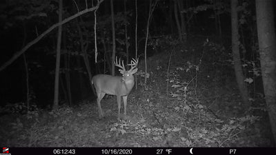 5 TIPS FOR RUNNING TRAIL CAMERAS ON SCRAPES