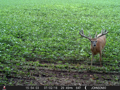 Hunting Nocturnal Bucks and Using Trail Cameras