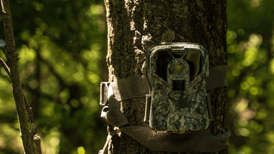 How To Increase Daytime Trail Cam Pictures