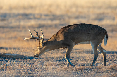 THE LOCKDOWN PHASE OF THE RUT: A GOLDEN OPPORTUNITY TO KILL A BUCK