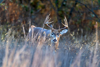 SO YOU WANT TO HUNT IOWA WHITETAILS? HERE'S WHAT I EXPERIENCED