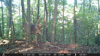 Trail Cam Summer Strategies: Mineral and Bait Sites