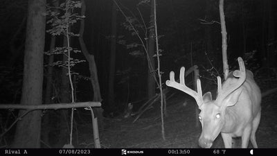 5 Reasons Deer Are Noticing Your Trail Cameras