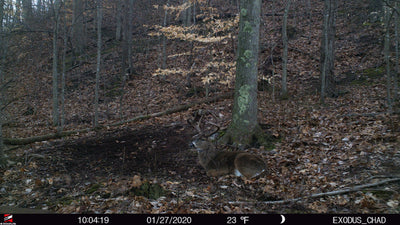 HUNTING BUCK BEDDING IN PENNSYLVANIA HILL COUNTRY