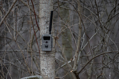 The Ethics Of Using Cellular Trail Cameras