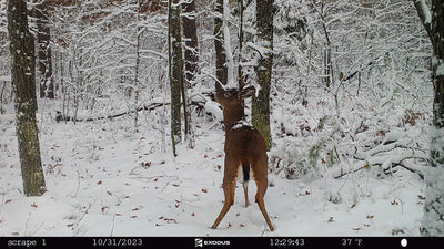 5 Reasons Archery Hunters Should Embrace Trail Cameras in the Post Season