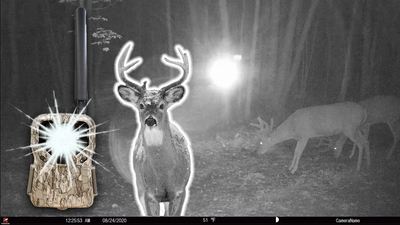 Why Can I See My No Glow Camera's Flash and Is It Spooking Deer?