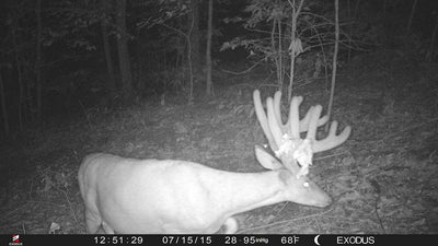 Using Trail Cameras to Scout Big Woods Whitetails