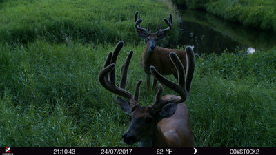 DEFEATING THE SUMMER SHIFT: CAN YOU KILL SUMMER BUCKS COME FALL?