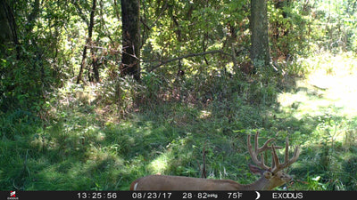 How Often Should You Check Your Trail Cameras This Summer