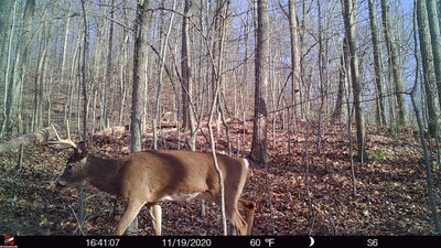 How to Get Better Daytime Trail Camera Photos