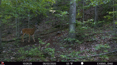 JUNE TRAIL CAMERA OBJECTIVES: JUMP START YOUR WHITETAIL SEASON