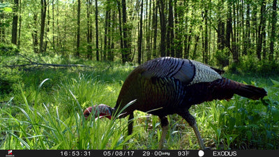 Killing A Gobbler and A Buck With One Stone! Turkey Hunting To Be a Better Whitetail Hunter