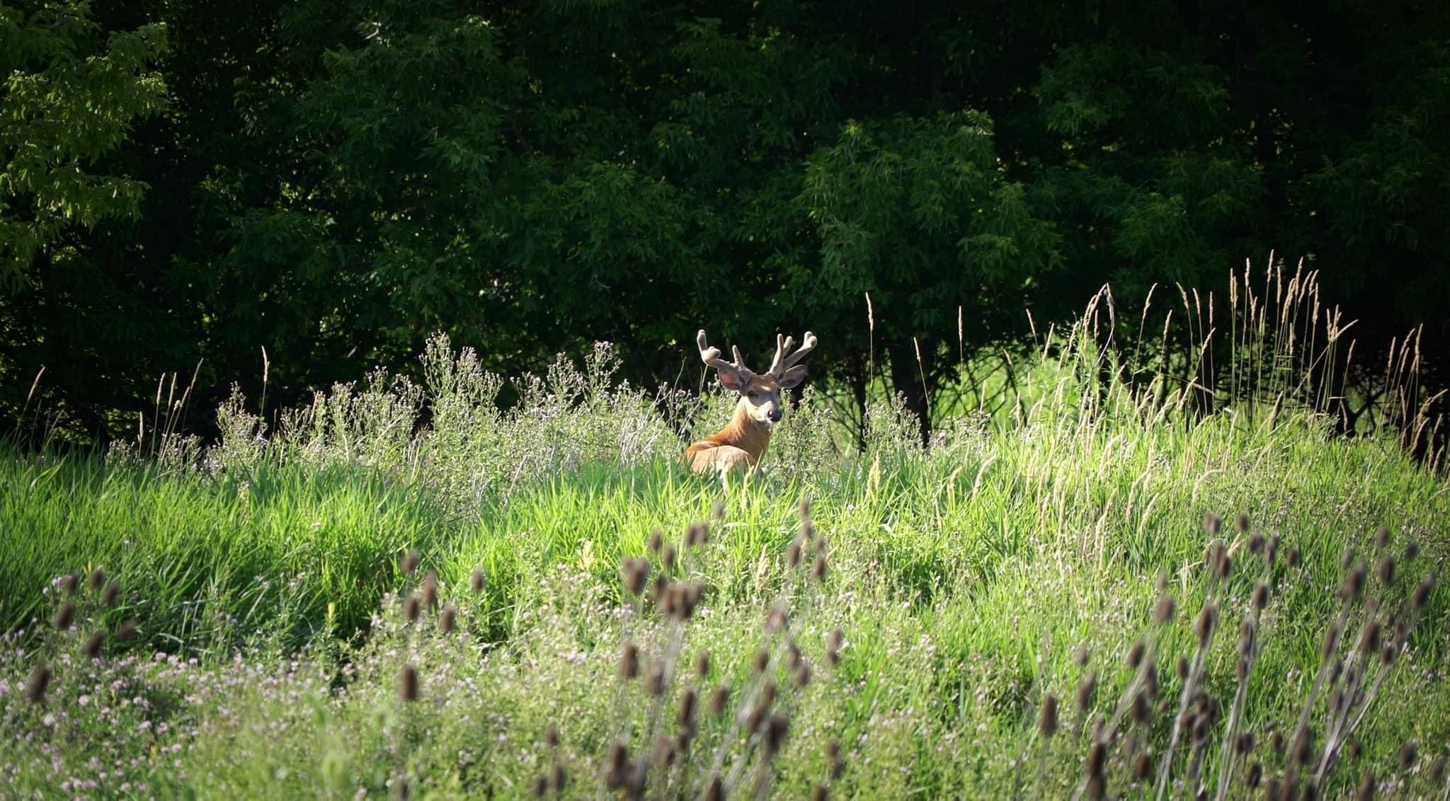 Understanding Whitetail Deer Bedding in Swamps and Marshes Exodus