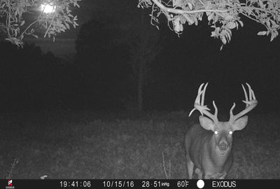 A Recap of Our Top Trail Cam Pics From 2016