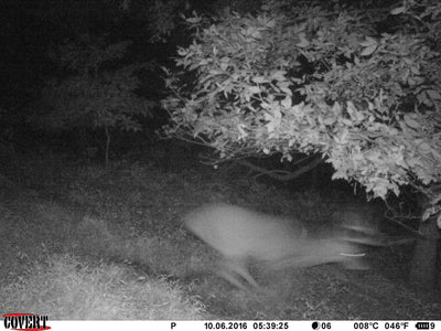 Do Trail Cameras Spook Deer?