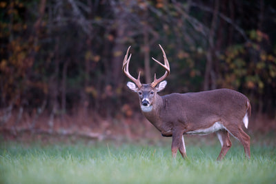 Shot Placement For Whitetails: Is No Man's Land Real?