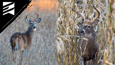The Best Destination Food Source For Whitetail On Your Farm: Corn or Beans?