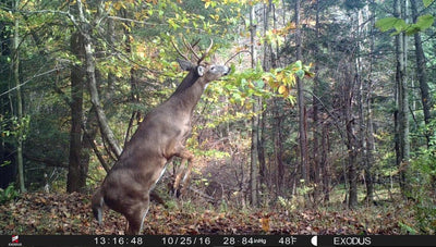 How to Use Trail Camera on Small Tracts