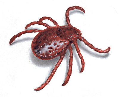 What You Need to Know About Ticks and How To Keep Ticks Off You