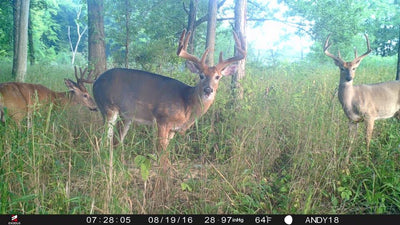 5 Important Trail Camera Features