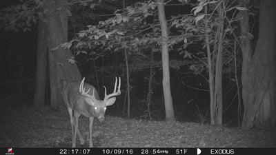 Trail Cameras on Scrapes: Getting Pictures of Big Bucks