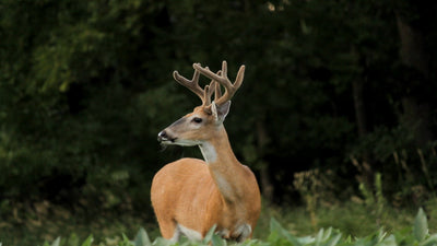 See More Bucks Utilizing These 5 Trail Camera Tactics